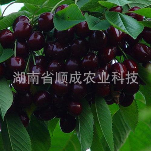 南方、進(jìn)口黑櫻桃