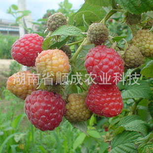 澳洲紅樹(shù)莓