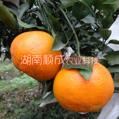 春見雜柑 又名春見、春見桔橙
